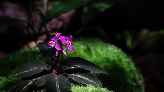 在森林深处的地面上，阳光透过树冠直射向这朵紫色的野花，Sonerila viololia Hook。