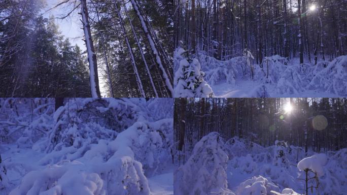 逆光下的冬季树林雪后飘落的瞬间