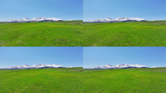 新疆雪山草原