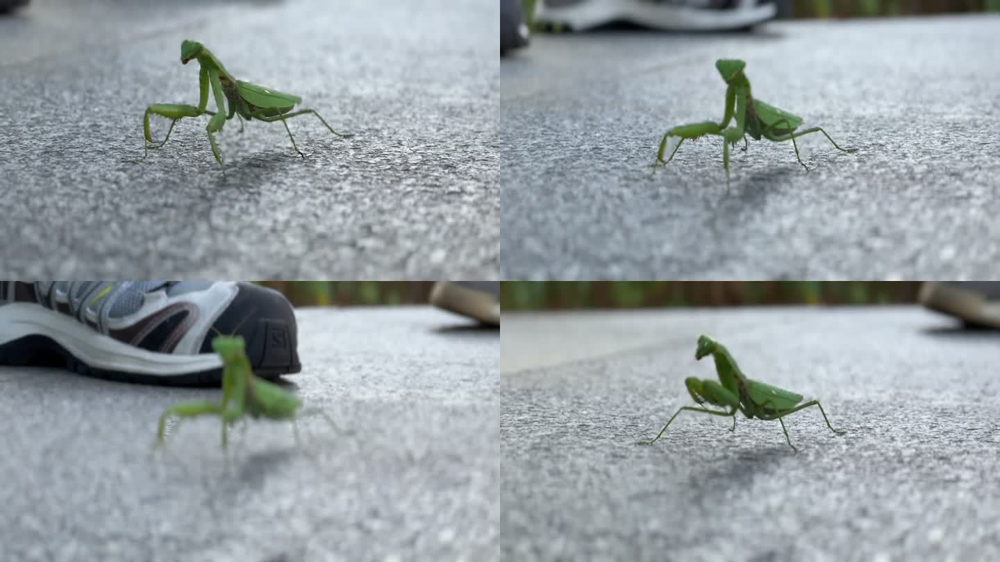 绿色的大螳螂爬行蚂蚱摇摆