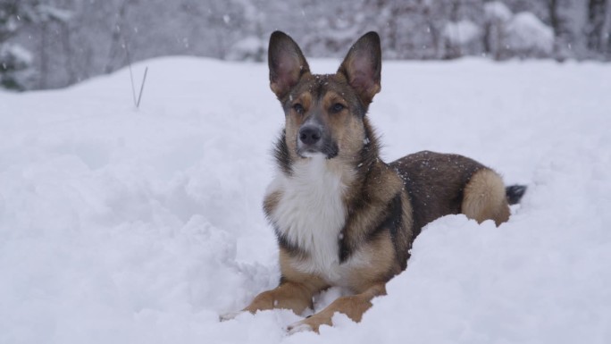 肖像:大雪中，可爱的牧羊犬躺在森林的雪道上