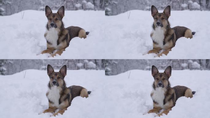 肖像:大雪中，可爱的牧羊犬躺在森林的雪道上