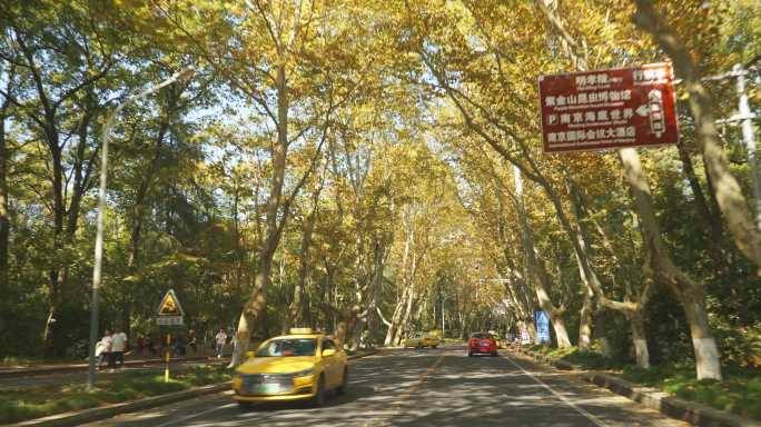 南京陵园路秋天美景