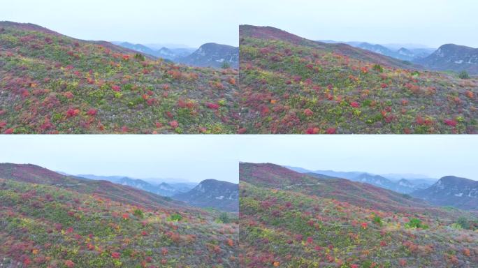 4k航拍漫山红叶