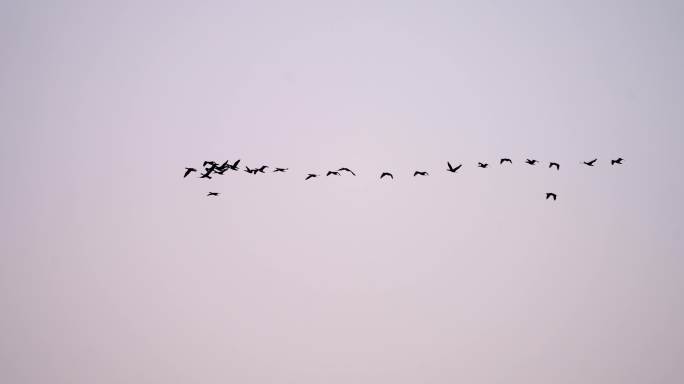 江河栖息的群鸟大雁鸳鸯白鹭飞翔