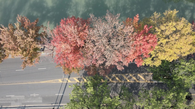 【空镜素材】充满秋意的道路 秋天