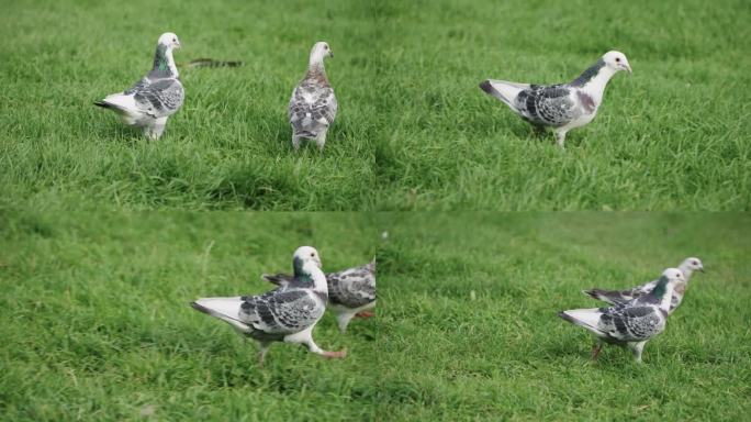 两只白鸽在草地上行走