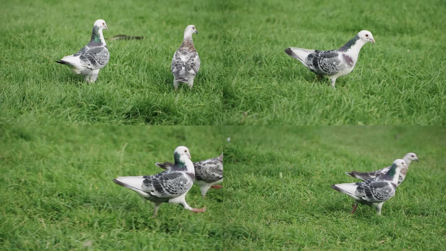 两只白鸽在草地上行走