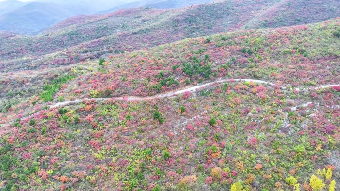 4k航拍漫山红叶山顶公路