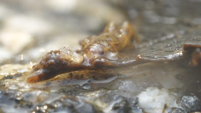 水中昆虫动物