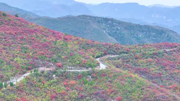 4k航怕山顶公路漫山红叶