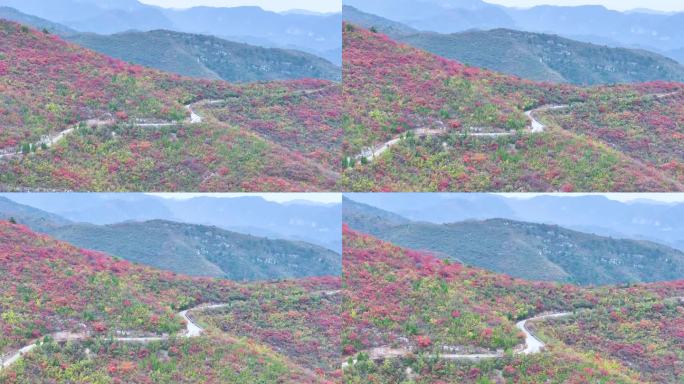 4k航怕山顶公路漫山红叶