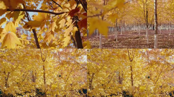 秋天金色树叶