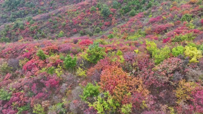 航拍满山红叶