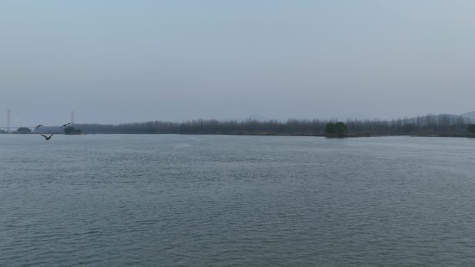 航拍襄阳汉江湿地候鸟群水鸟飞鸟自然风光