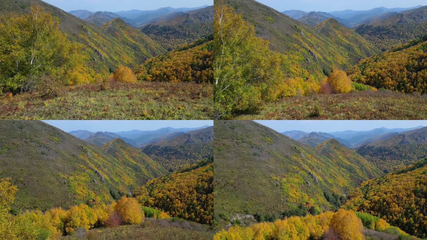 张家口老掌沟大山秋色秋天落叶黄叶