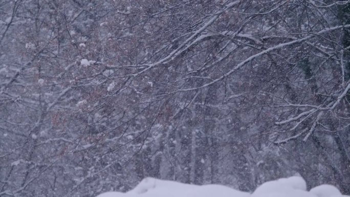 超级慢动作，特写:大雪与光秃秃的森林树木为背景