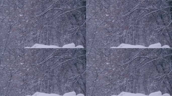 超级慢动作，特写:大雪与光秃秃的森林树木为背景