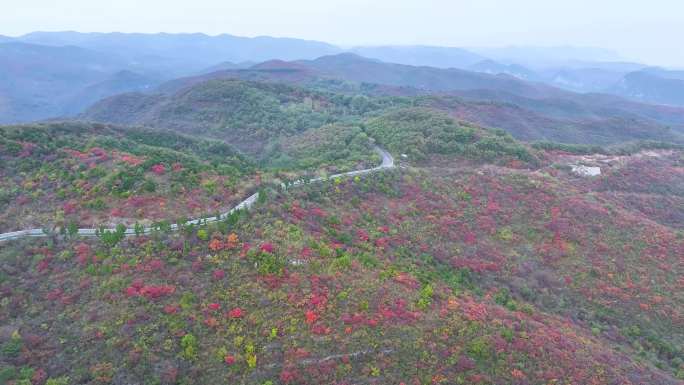 航拍山顶红叶路上汽车