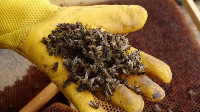 蜂群衰竭失调症。养蜂人拿着一只死蜜蜂。杀虫剂，螨虫，疾病，5G