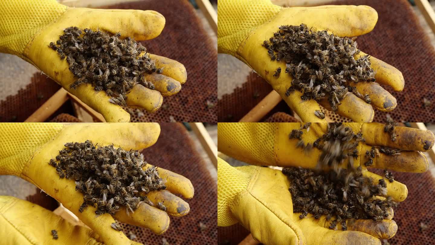 蜂群衰竭失调症。养蜂人拿着一只死蜜蜂。杀虫剂，螨虫，疾病，5G