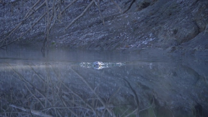 秋沙鸭在水下用脸游来游去寻找食物