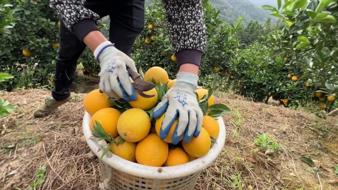 赣南脐橙实拍宣传素材