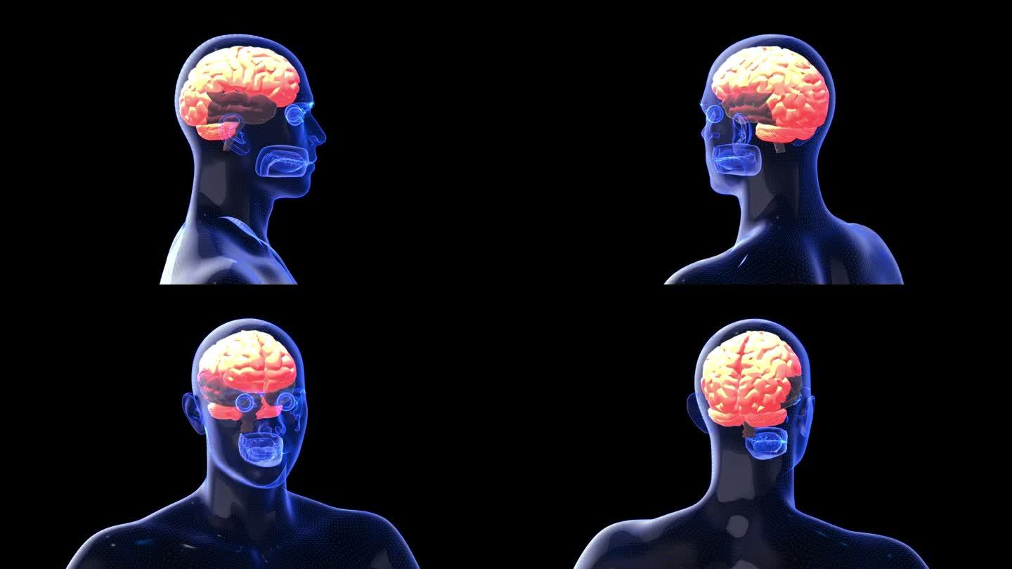 扫描人体来观察大脑