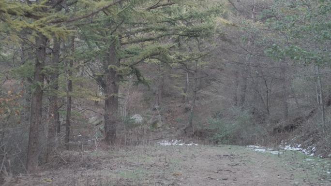 航拍山东省昆嵛山观音寺山顶防火道杉树林