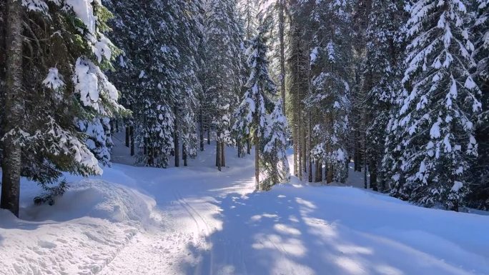 穿越宁静的冬季森林景观