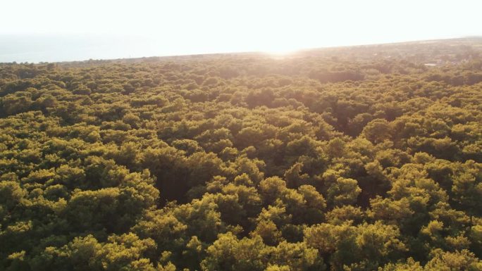 阳光透过空气照射在森林里的大树和前方的海景上