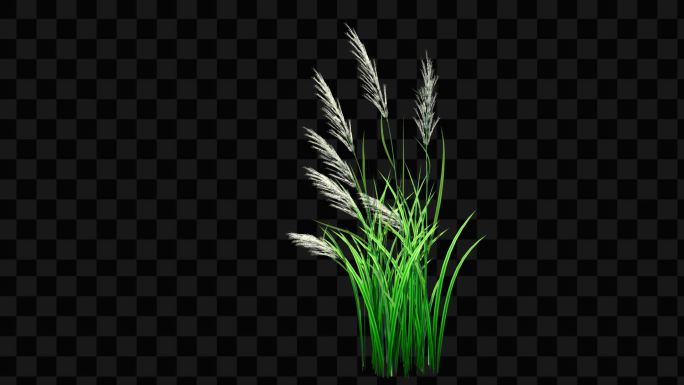 芦苇草生长动画-带透明通道