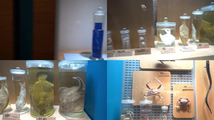 海洋馆实拍 标本 海底生物 鱼类 螃蟹