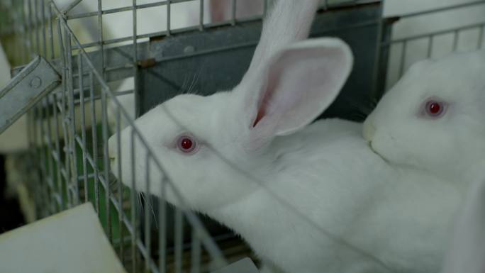 肉免养殖场 养兔 兔子场 獭兔养殖