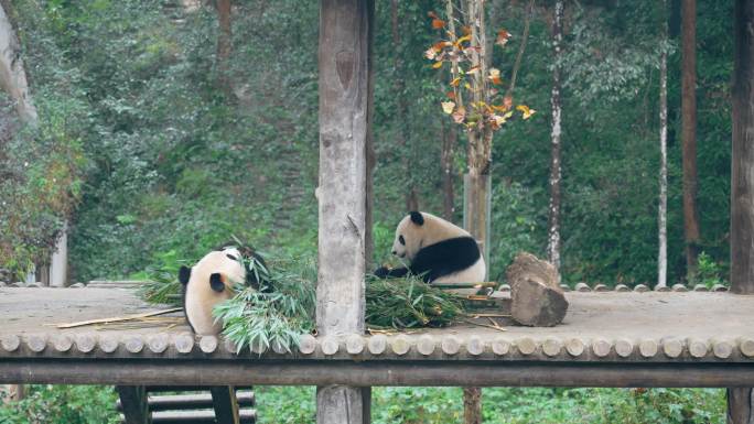 雅安碧峰峡熊猫