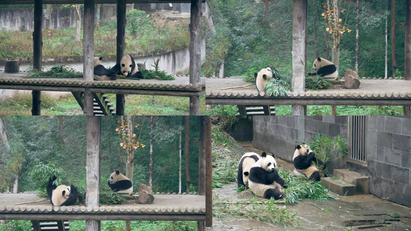 雅安碧峰峡熊猫