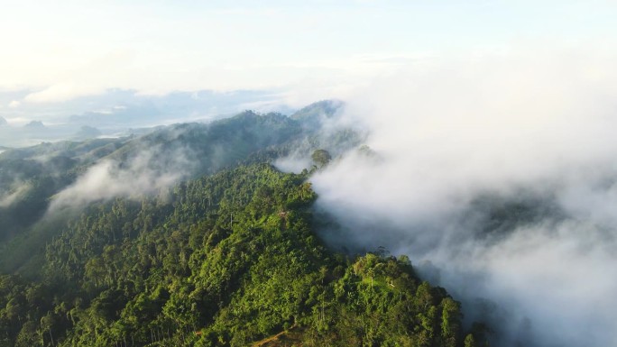 空中无人机拍摄的早晨雨林，有很多雾和薄雾沿着山脊流动