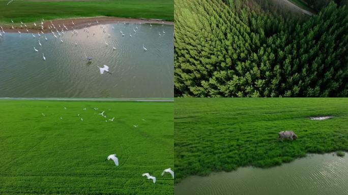 高清实拍：黄河湿地美景