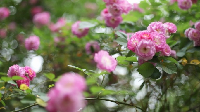 蔷薇花玫瑰花/花海/花墙/春天空镜