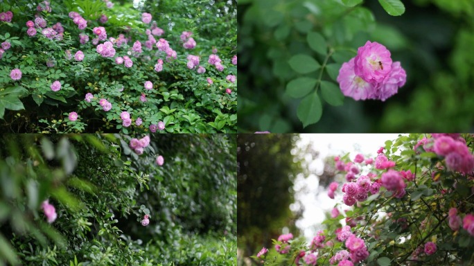 蔷薇花玫瑰花/花海/花墙/春天空镜