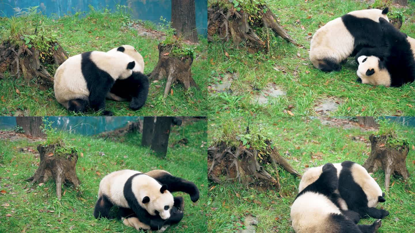 熊猫嬉戏
