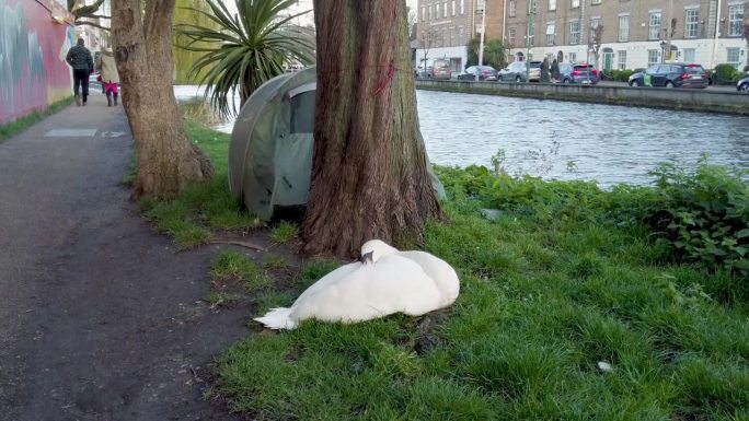 爱尔兰都柏林，一个无家可归的人在帐篷的树后与一只天鹅分享草地的照片