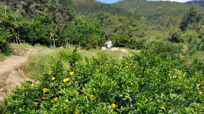 赣南脐橙实拍宣传素材