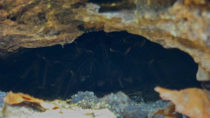 一只名叫狼蛛的蜘蛛长着毛茸茸的腿，坐在一个山洞里。