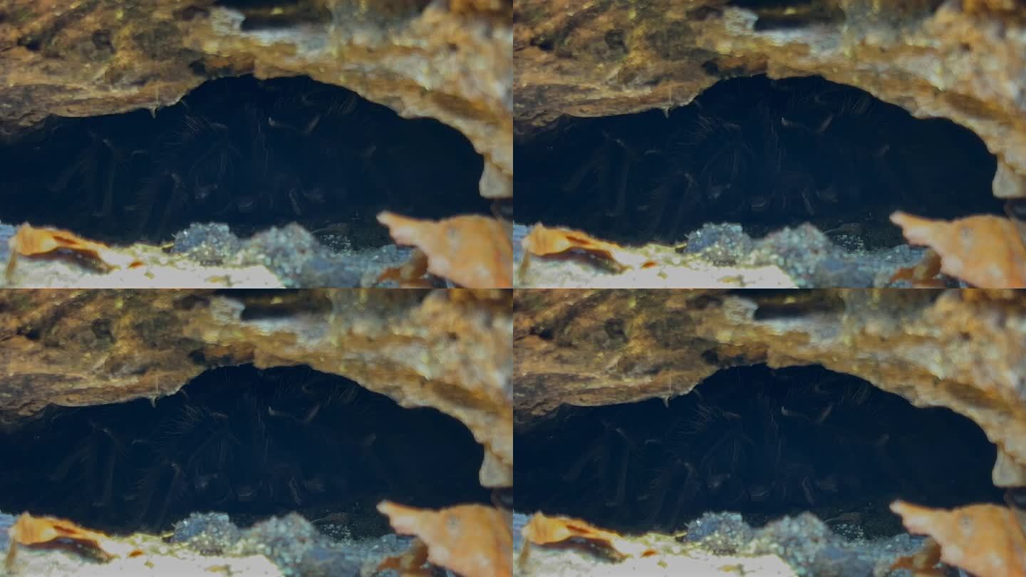 一只名叫狼蛛的蜘蛛长着毛茸茸的腿，坐在一个山洞里。