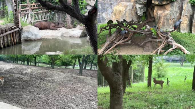 4K原创 上海野生动物园
