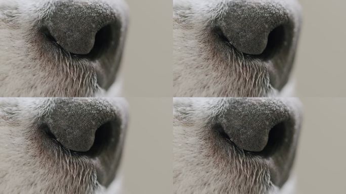 一只可爱的澳大利亚牧羊犬的鼻子的特写镜头。静态拍摄浅景深。从侧面拍摄。