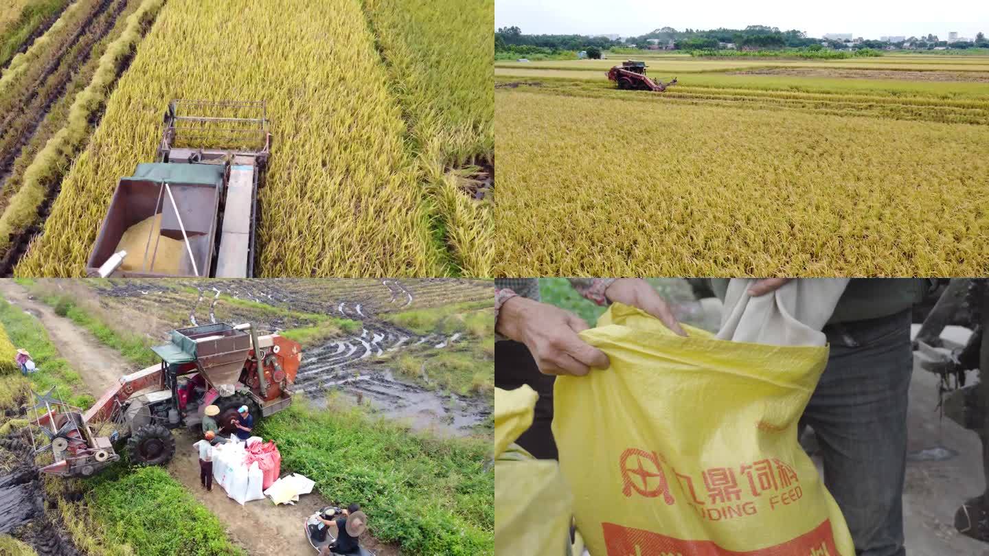 4K航拍水稻收割机收割稻田