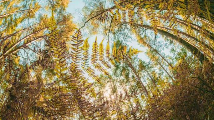 秋天的蕨类树枝，秋天的心情延时背景。森林从夏绿过渡到秋黄。阳光，阳光，森林景观。季节变化概念。太阳照
