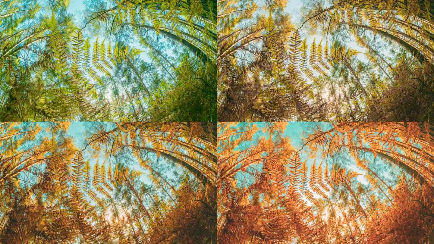 秋天的蕨类树枝，秋天的心情延时背景。森林从夏绿过渡到秋黄。阳光，阳光，森林景观。季节变化概念。太阳照